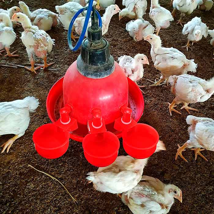 ChickenBowl, poidło dla kur i innego drobiu (6 sztuk) - Image 6