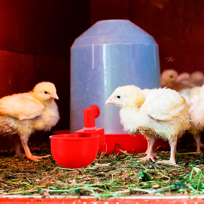 ChickenBowl, poidło dla kur i innego drobiu (6 sztuk) - Image 7